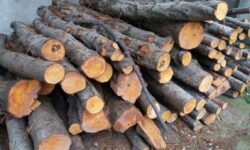 کشف و ضبط یک تُن ۵۰۰ کیلوگرم چوب بدون مجوز حمل در شهرستان جیرفت