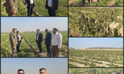 خسارت میلیاردی سرمازدگی به مزارع سیب زمینی عنبرآباد