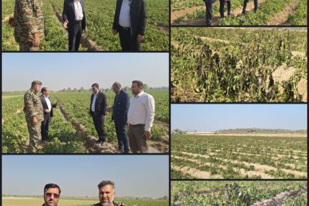 خسارت میلیاردی سرمازدگی به مزارع سیب زمینی عنبرآباد
