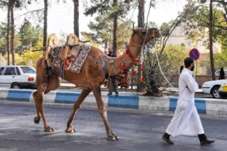 آیین سنتی شترگردانی علی آباد زرند ثبت ملی می شود