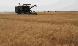 مدیرکل غله و خدمات بازرگانی کرمان مطرح کرد؛ کاهش تولید گندم در کرمان بهخاطر کمآبی